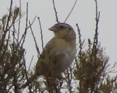 Grasshopper Sparrow