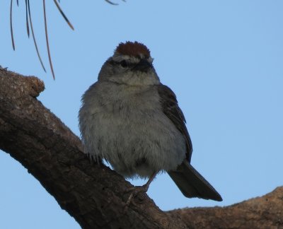 Chipping Sparrow