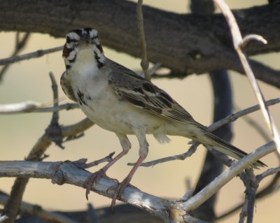 Lark Sparrow