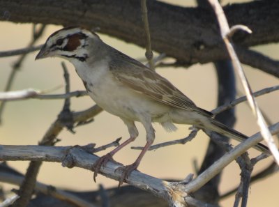 Lark Sparrow