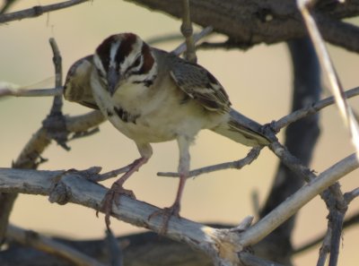 Lark Sparrow