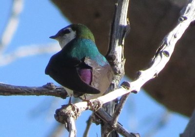 Violet-green Swallow