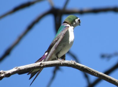 Violet-green Swallow