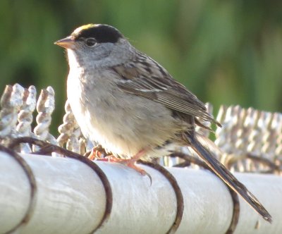 Golden-crowned Sparrow