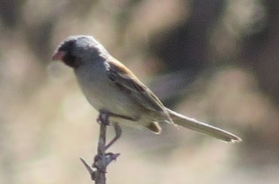 Black-chinned Sparrow