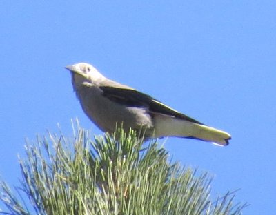 Clarke's Nutcracker