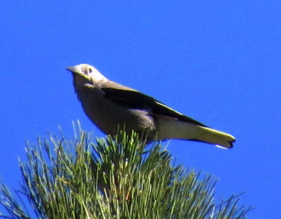 Clarke's Nutcracker