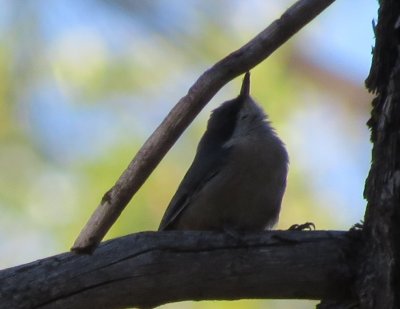 Pygmy Nuthatch