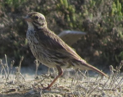 Belding's Savannah Sparrow