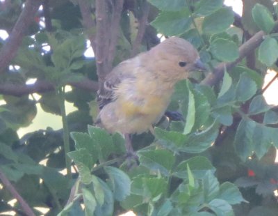 Lesser Goldfinch female