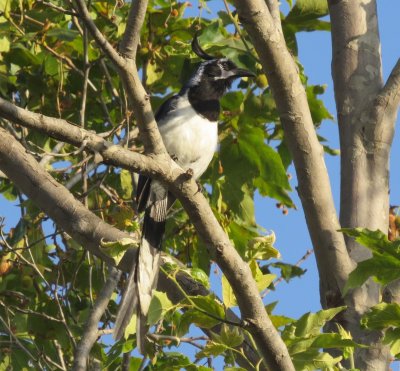 Magpie-Jay