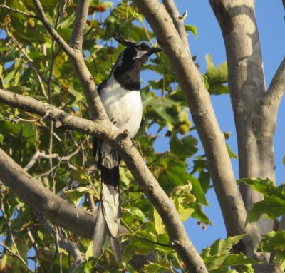 Magpie-Jay