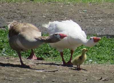 Geese