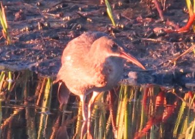 Clapper Rail