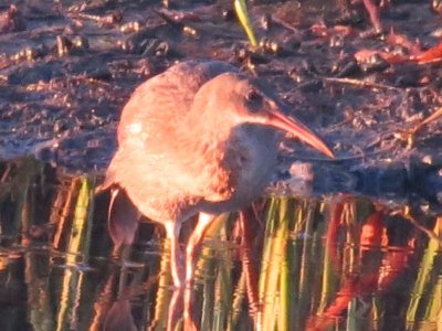 Clapper Rail