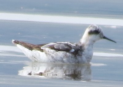 Red-necked Phalarope