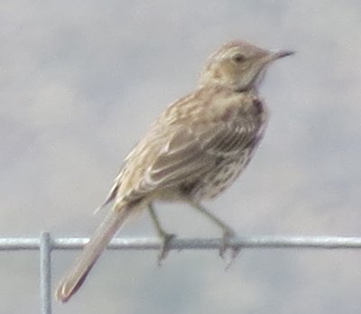 Sage Thrasher