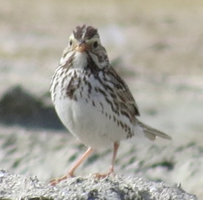 Savannah Sparrow