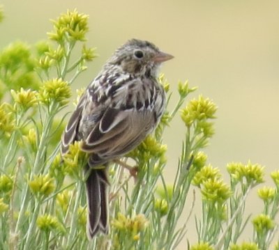 Savannah Sparrow