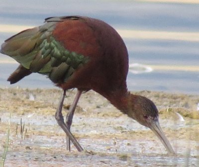 White-faced Ibis