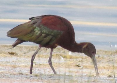 White-faced Ibis