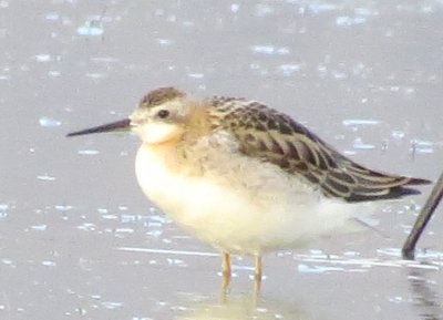 Wilson's Phalarope