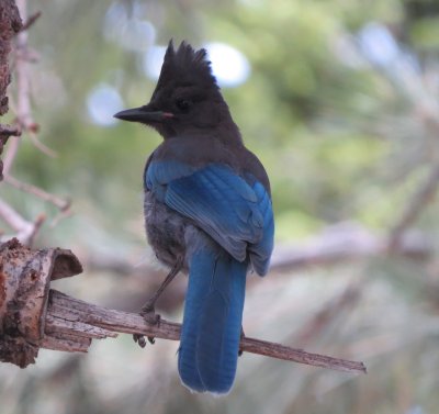 Stellar's Jay