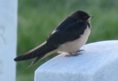 Barn Swallow