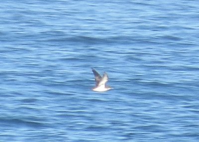 Black-vented Shearwater