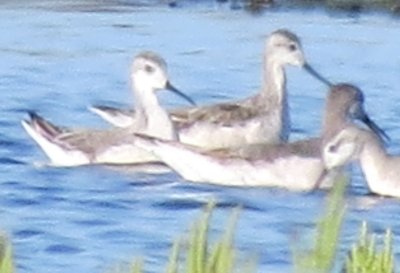 Red-necked Phalarope
