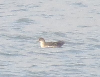 Black-vented Shearwater