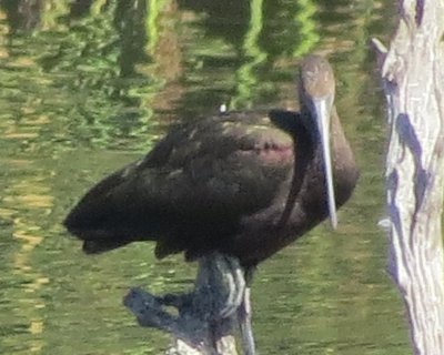 White-faced Ibis