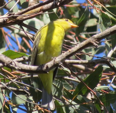 Western Tanager