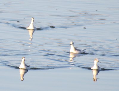 Red-necked Phalarope