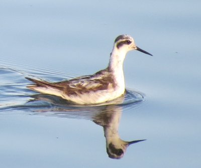 Red-necked Phalarope