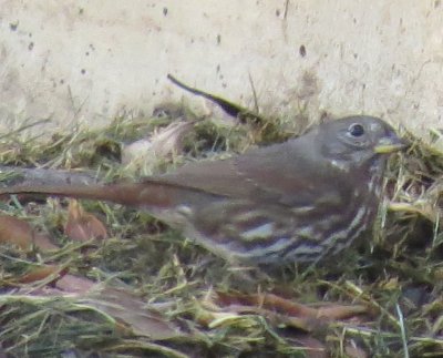 Fox Sparrow