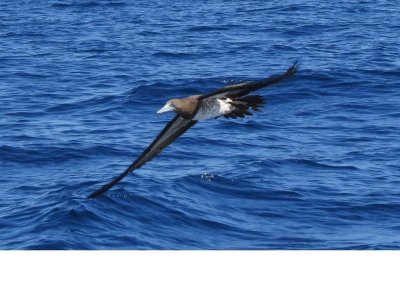 Brown Booby