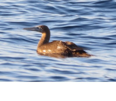 Brown Booby