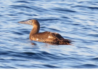 Brown Booby
