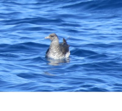 Pomarine Jaeger