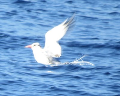 Red-billed Tropicbird