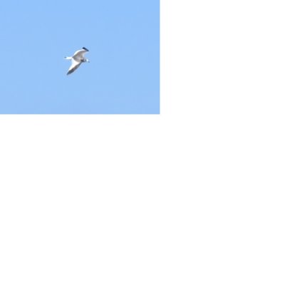 Sabine's Gull