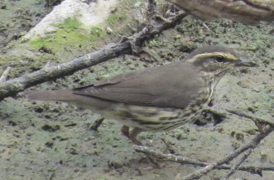 Northern Waterthrush