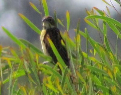 Dickcissel