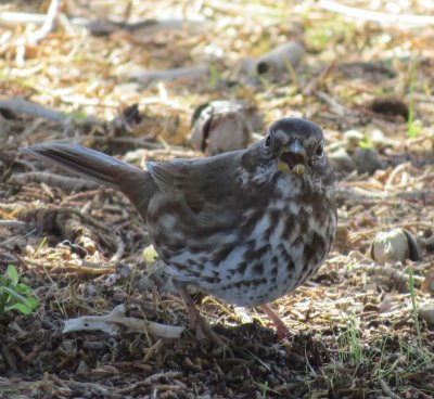 Fox Sparrow