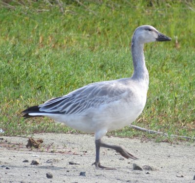 Snow Goose