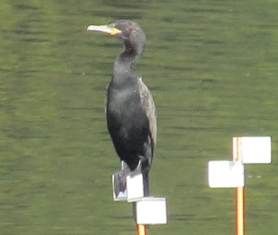 Neotropic Cormorant
