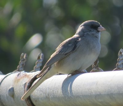 Gray-headed Dark-eyed Junco