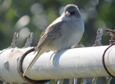 Gray-headed Dark-eyed Junco