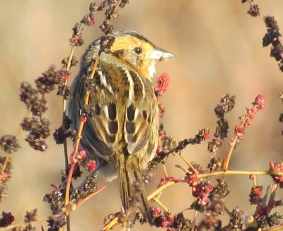 Nelson's Sparrow